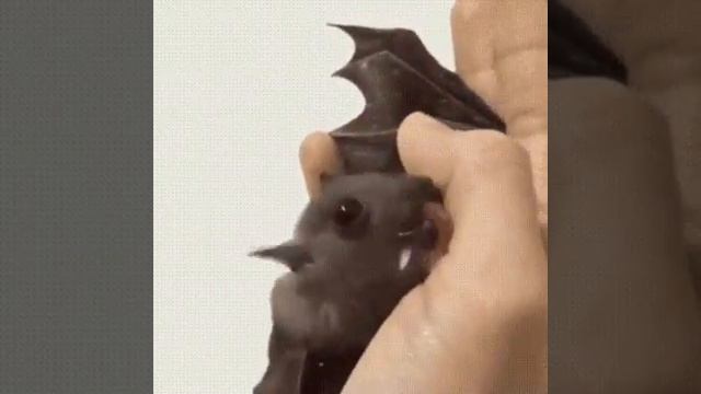 Литучия мышь лижет руку смотреть онлайн