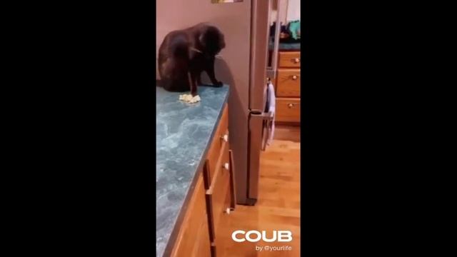 СМЕШНЫЕ ПРИКОЛЫ С ЖИВОТНЫМИ. ПОДБОРКА С КОШКАМИ, СОБАКАМИ И НЕ ТОЛЬКО! смотреть онлайн