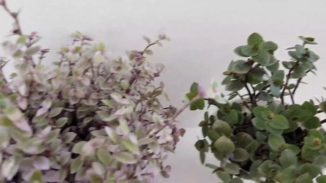 Новинки моей коллекции, я сказала даже что изюминки! смотреть онлайн