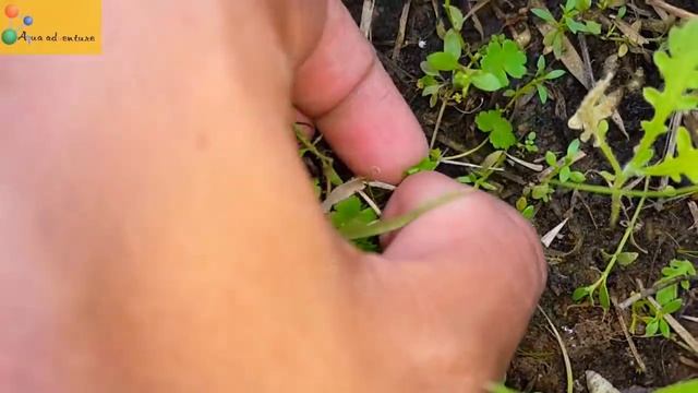 Carpet plant species from india(7 types of carpet plant found) Aqua adventure смотреть онлайн