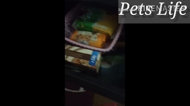 Что у меня есть для хомяка 🐹 Стеши?/где у меня хорониться всё для хомяка?/ смотреть онлайн