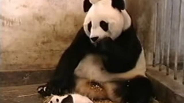Панда чихает !!Одно из самых популярных на ютубе смотреть онлайн