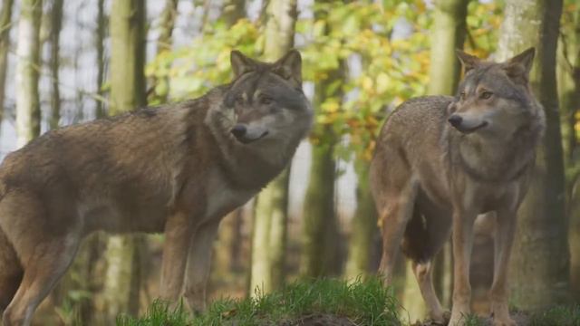 Copyright free video. The white and normaly wolf of wolves. alpha and omega wolf. смотреть онлайн