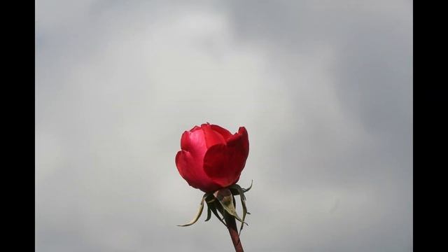 ROSE - TRIESTE AIRPORT смотреть онлайн