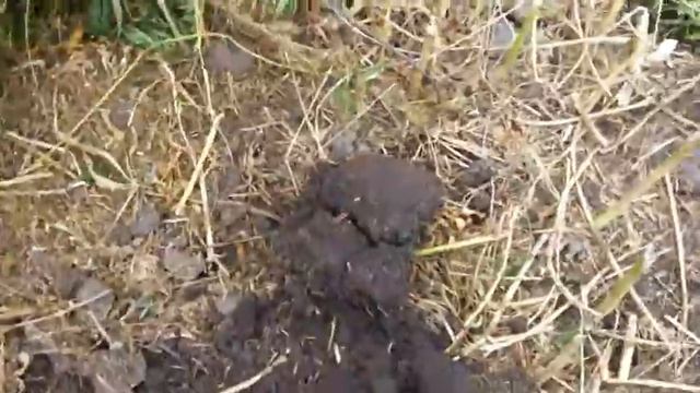 Коп на хуторе не далеко от Омска смотреть онлайн