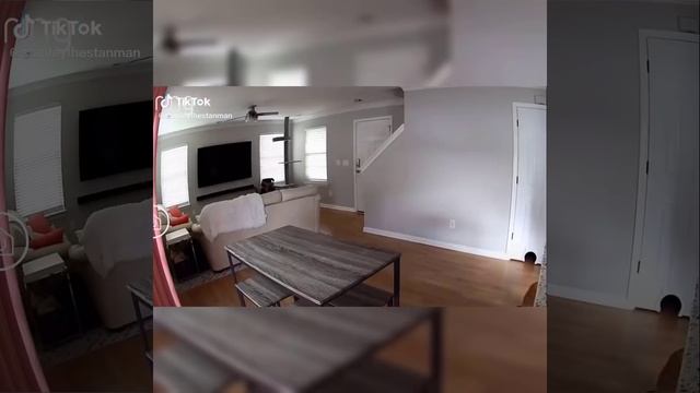 Смешные коты. Посмотри на что они способны в ярости! смотреть онлайн