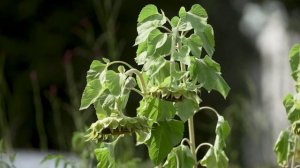 Лучшее средство от депрессии - подсолнух!