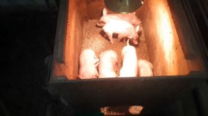 Подкормка поросят, сухим молоком.