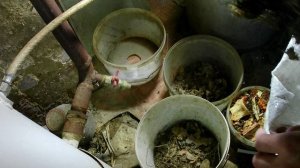 Разведение червей в вёдрах. Где взять компостных червей. Чем кормить червей в домашних условиях.