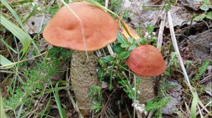 Сезон "тихой охоты" поход за грибами..,