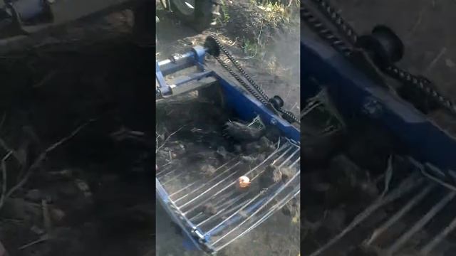 Уборка картофеля 2019 смотреть онлайн