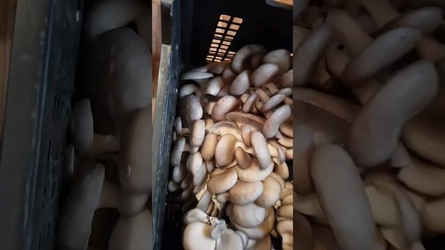 Как вам грибочки? смотреть онлайн