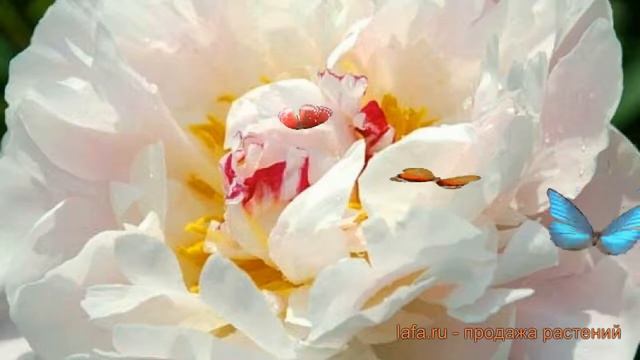 Пион травянистый Аваланш (paeonia avalanche) ? пион Аваланш обзор: как сажать саженцы пиона Аваланш смотреть онлайн