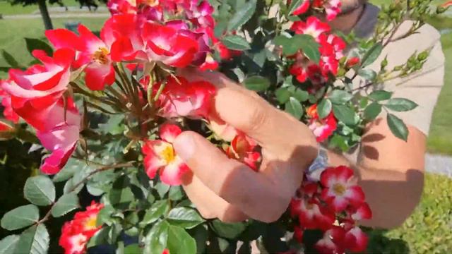 NEW: Rosa Everglow Ruby смотреть онлайн