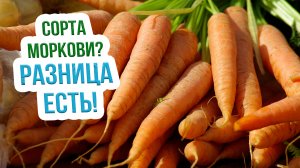 Сорта моркови для хранения на зиму. Какие сорта моркови хорошо хранятся?