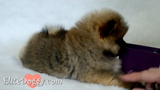 Девочка померанского шпица тип мини мишка окраса оранж elitedoggy.com смотреть онлайн