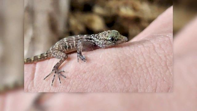 San Antonio Zoo is psyched about latest baby boom смотреть онлайн