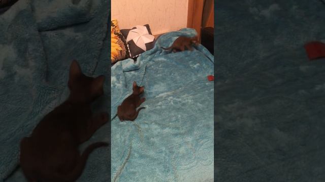 Ориентальные котята 2,5 мес (Шушаники) смотреть онлайн