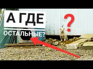 Что сейчас с щенками, которые были брошены на морозе
