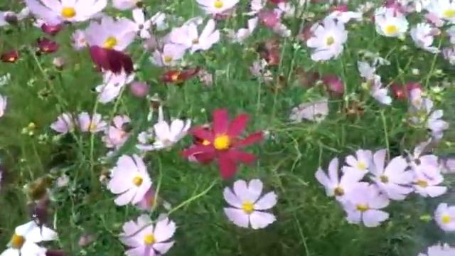 September Cosmos