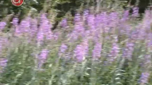 Разрешено собирать морошку смотреть онлайн