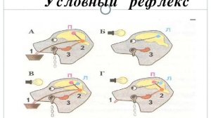 Врожденные и приобретённые программы поведения