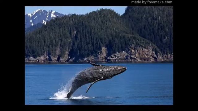 Песни китов смотреть онлайн