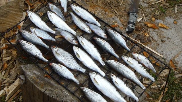 2016 04 17 копчение мелкой рыбы на даче (второй опыт) Joined смотреть онлайн