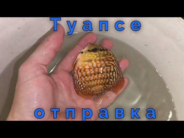 Отправка Дискусов в Туапсе смотреть онлайн