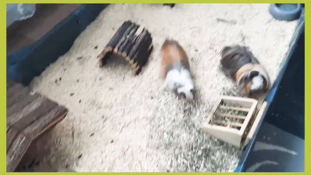 канал 2 морские свинки! смотреть онлайн
