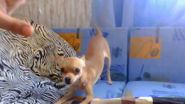 Копия видео Видео с веб-камеры. Дата: 30 марта 2013 г., 13:42.