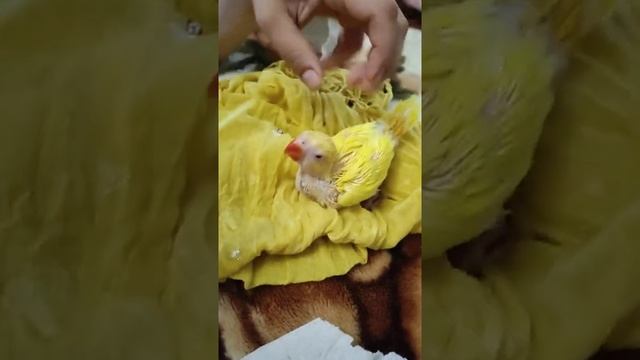 Ожереловый птенц выкормыш кормление первый месяц жизни #ожереловыйпопугай #птенец #выкормыш #кроша смотреть онлайн