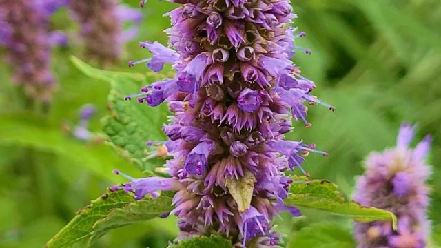 Complete Guide To Anise Hyssop - Grow/Care/Germination/Uses