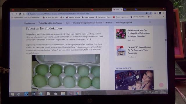 Какие куры несут зеленые яйца? Куры породы ухейилюй, лакеданзи. Китайские куры несушки вся правда