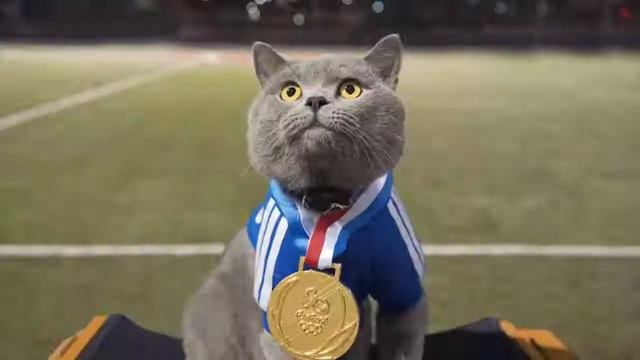 Кот чемпион! смотреть онлайн