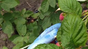 Малина Маргарита ягода крупная и сладкая