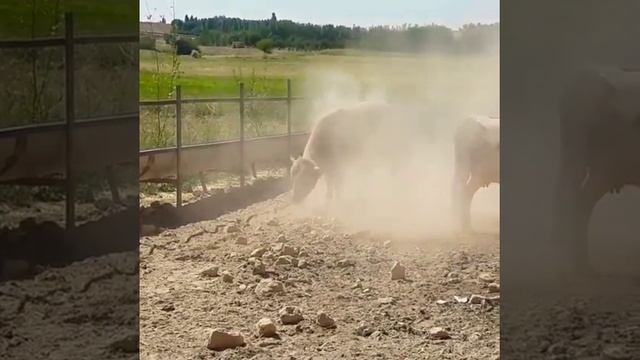 Дикие Быки в Карамурте смотреть онлайн