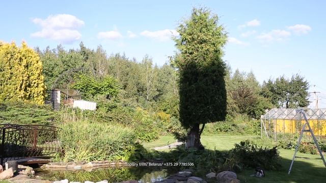 ТУЯ БРАБАНТ | ПРАВИЛЬНАЯ СТРИЖКА ТУИ | 10 ЛЕТНЯЯ ТУЯ | Топиар ЭСКИМО @user-qs3ui4et9d Стрижкатуи Ми