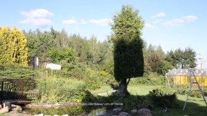 ТУЯ БРАБАНТ | ПРАВИЛЬНАЯ СТРИЖКА ТУИ | 10 ЛЕТНЯЯ ТУЯ | Топиар ЭСКИМО @user-qs3ui4et9d Стрижкатуи Ми