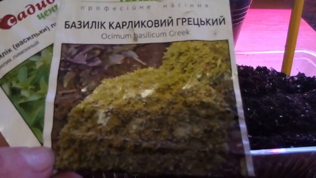 Когда и как сеять базилик?Мои любимые сорта базилика. смотреть онлайн