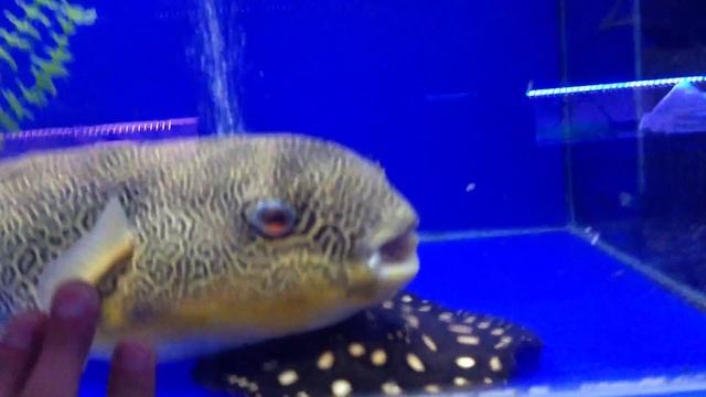 Tetraodon  тетрадон