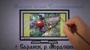 Томат Сержант Марли