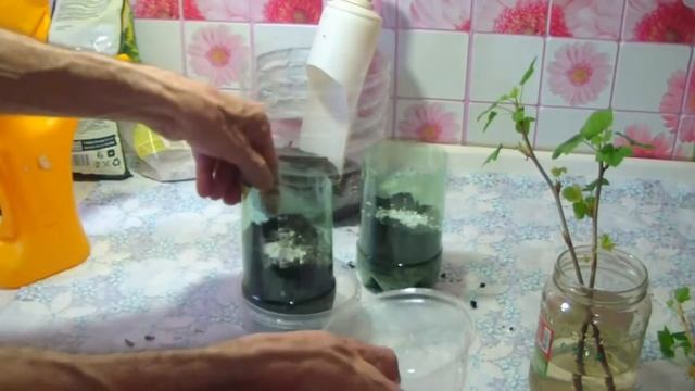 Смородина из черенков ЗИМОЙ 1 смотреть онлайн