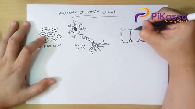 How to Draw Anatomy of Human Cells смотреть онлайн