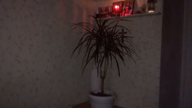 Драцена #драцена_уход