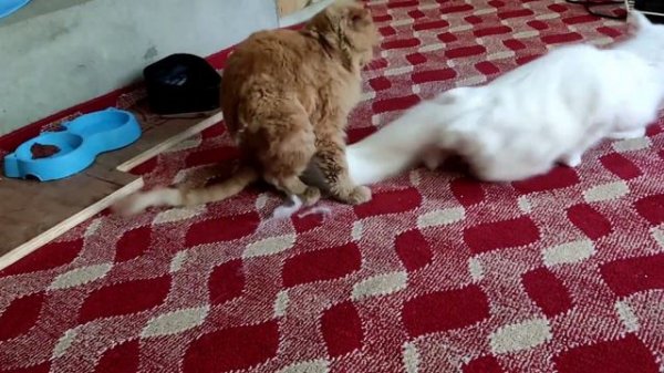 persian cats mating😺 #cat #persiancat #catmating #catbreeding