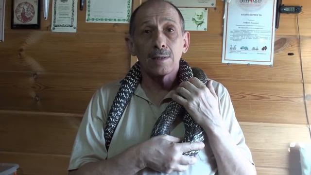 Ручная кобра - 2020. Trained cobra, part 2. смотреть онлайн