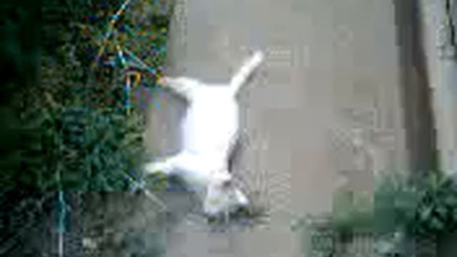 КОТ ИГНОРИРУЕТ хозяйку! смотреть онлайн