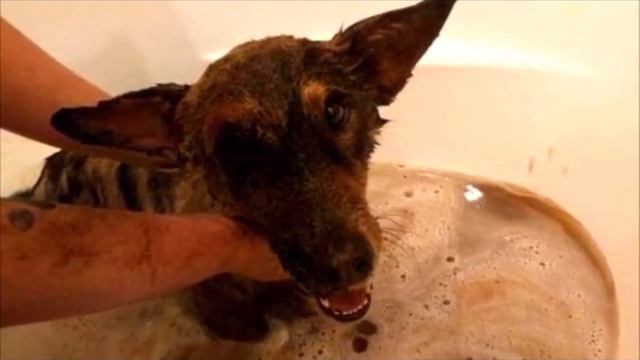 Песик увяз в гудроне и звал на помощь 5 дней. Ребята вытянули его с того света