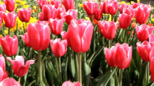 Парад тюльпанов 2016 НБС|Katerina Volna смотреть онлайн